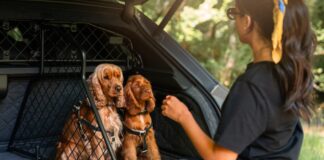 Bentley brings luxury travel to pets with new Bentayga accessory line