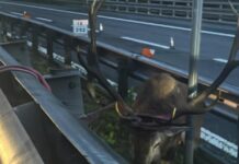 Cervo intrappolato sulla A1 nel Bolognese, salvato da Polstrada