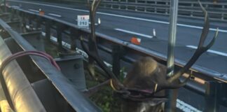 Cervo intrappolato sulla A1 nel Bolognese, salvato da Polstrada