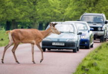 Stay alert, but don’t veer for deer, warns GEM