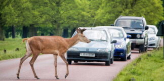 Stay alert, but don’t veer for deer, warns GEM