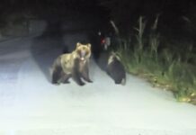 Insegue in auto un'orsa sulla statale, denunciato nell'Isernino