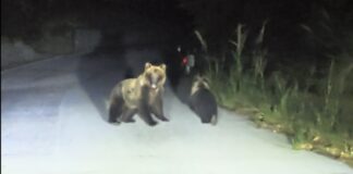 Insegue in auto un'orsa sulla statale, denunciato nell'Isernino