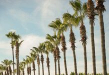 New Tesla Model Y Introduced at Lara Barut Collection
