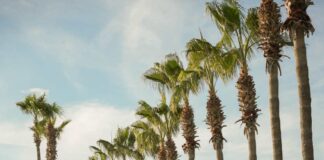 New Tesla Model Y Introduced at Lara Barut Collection
