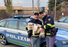 Cane si perde e finisce in Autosole, salvato dalla Polstrada