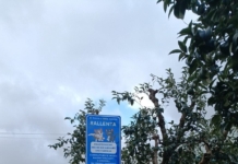 Cartelli stradali per tutelare gatti, 'rallenta, anche noi abbiamo famiglia'