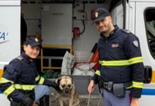 Cane si perde e finisce sulla tangenziale di Bologna, salvato dalla Polstrada