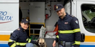 Cane si perde e finisce sulla tangenziale di Bologna, salvato dalla Polstrada