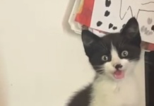 Gatto s'infila in vano motore auto e percorre oltre 100 km