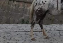 'Troppo caro usare l'auto, vado al lavoro col cavallo'